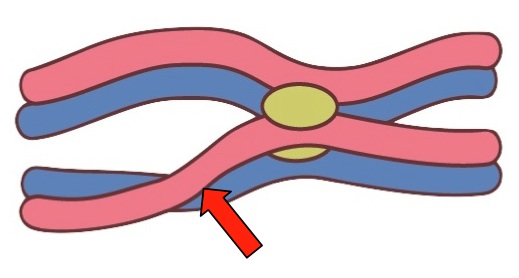 Red arrow points to a point where the homologous chromatids touch one another.
