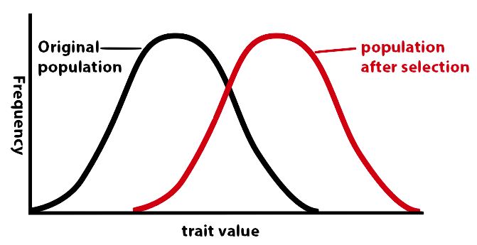 Graph with trait value on x-axis and frequency on y-axis. Bell curve of original population in black. Bell curve of population after selection in red is shifted to the right of the original population.