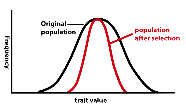 Graph with trait value on x-axis and frequency on y-axis. Bell curve of original population in black. Bell curve of population after selection in red is narrower than the original population.