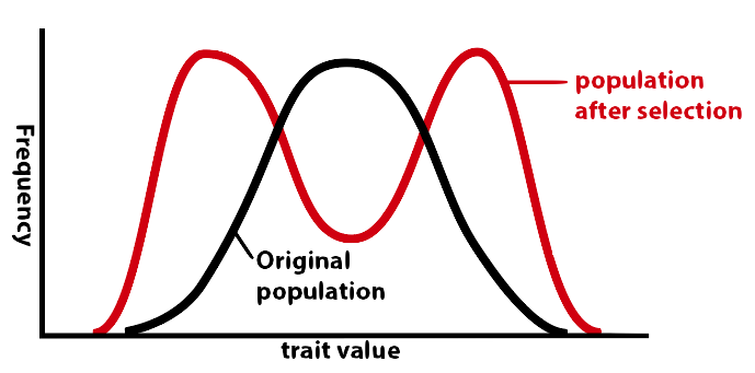 Graph with trait value on x-axis and frequency on y-axis. Bell curve of original population in black. The population after selection in red has two peaks on either side of the original population's peak (and a dip where original peak is).