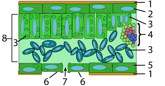 the are two stages of photosynthesis