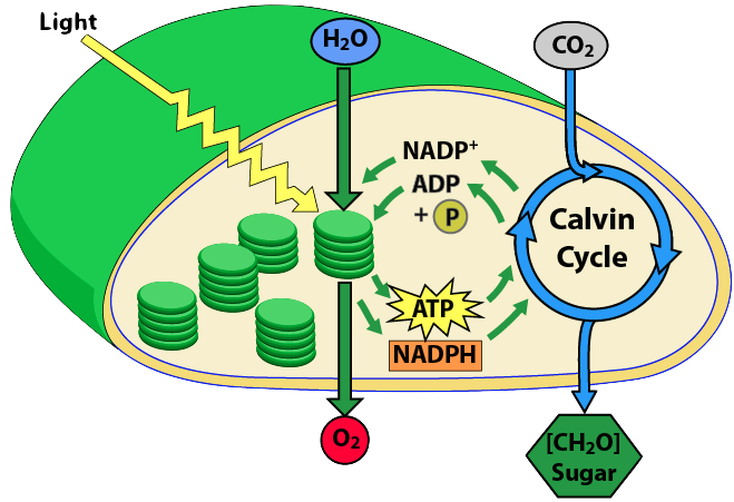 Labeled diagram of photosynthesis in a chloroplast. Described under the heading 5. Within Chloroplasts, Photosynthesis Occurs in Two Phases.