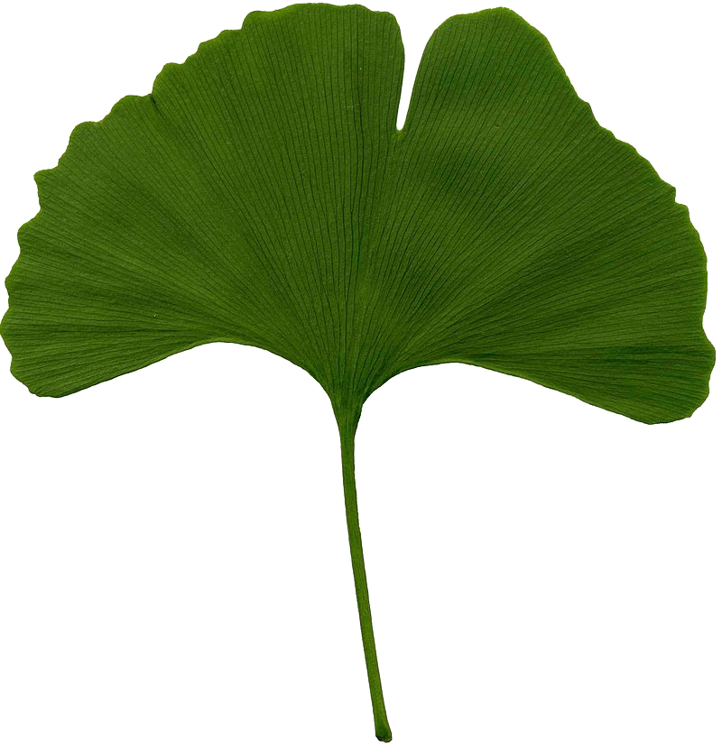 Gingko leaf.