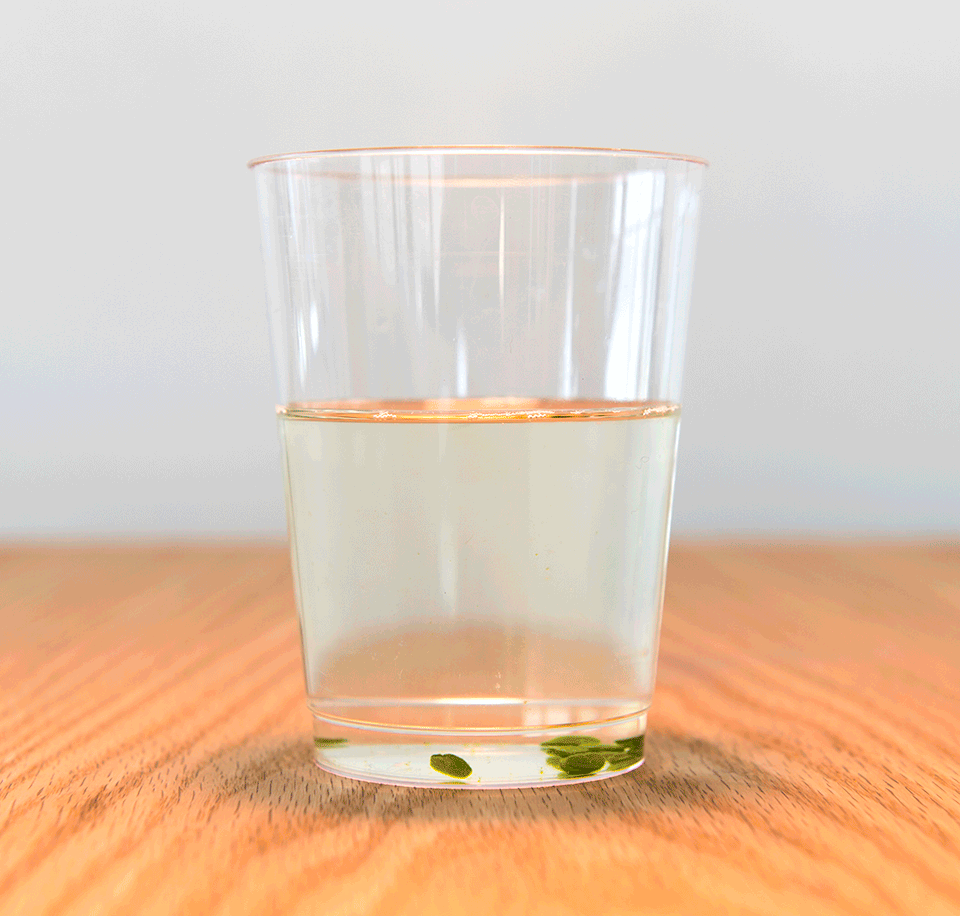 Animated GIF of spinach leaf disks rising from the bottom of a cup of water to the surface.