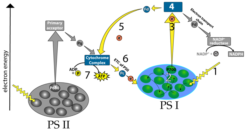 Cyclic Electron Flow diagram. Described under the heading Supplementary Topic: Cyclic Electron Flow Creates ATP without splitting water or generating NADPH.