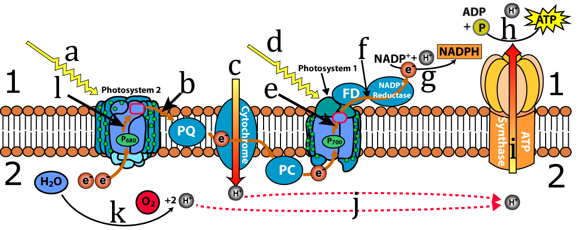 Diagram of noncyclic electron flow. Described under the heading 3. Video: Noncyclic Electron Flow.