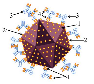 Polyhedral rendering of a virus covered by orange dot representing spike proteins. Antibodies bind to these surface proteins.