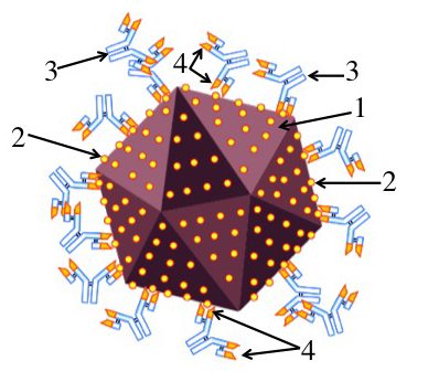 Antibodies (3) have ends (4) which bind to receptors (2) on the surface of the virus (1).