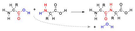 Reactants are two molecules. An OH from the left molecule and an H from the right molecule are removed and become water (H2O) in the products. The other product is a bonded together molecule of the reactants.