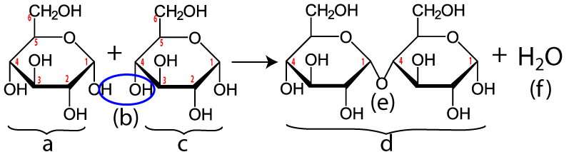 Dehydration synthesis. Described under the heading 6a. Maltose.