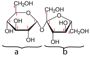 Sucrose molecule with numbered carbons of the glucose on the left and the fructose on the right. Described under the heading 6b. Sucrose.