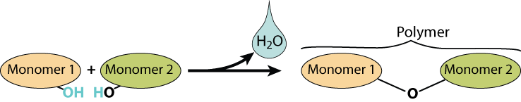 Described under header 1. Biological molecules are polymers that are built by combining monomers