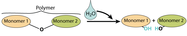 Described under header 1. Biological molecules are polymers that are built by combining monomers