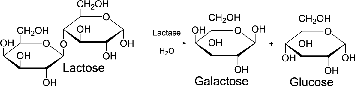 Hydrolysis with structural formulas of lactose breaking down into galactose and glucose. Described under header 1. Biological molecules are polymers that are built by combining monomers