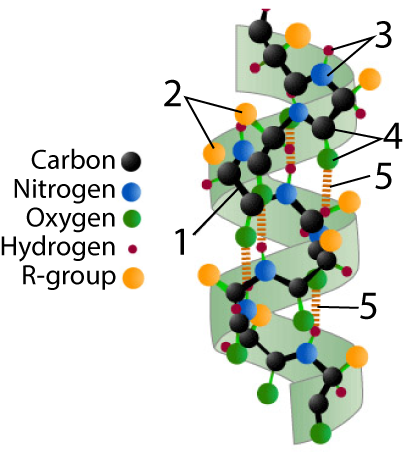 Described under the heading 4c.1. Alpha Helix.