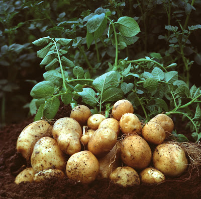 Unearthed potatoes with leafy green stems still attached.