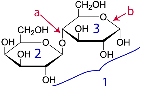 Lactose molecule. Described under header 1. Biological molecules are polymers that are built by combining monomers