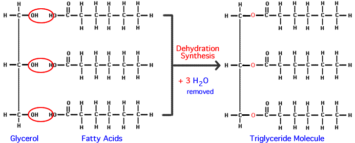 Through dehydration synthesis, three H2O are removed to link glycerol to three fatty acids. The product is a triglyceride molecule.