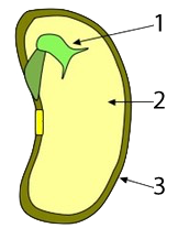 Numbered seed diagram. Described under the heading 8a. Starch.