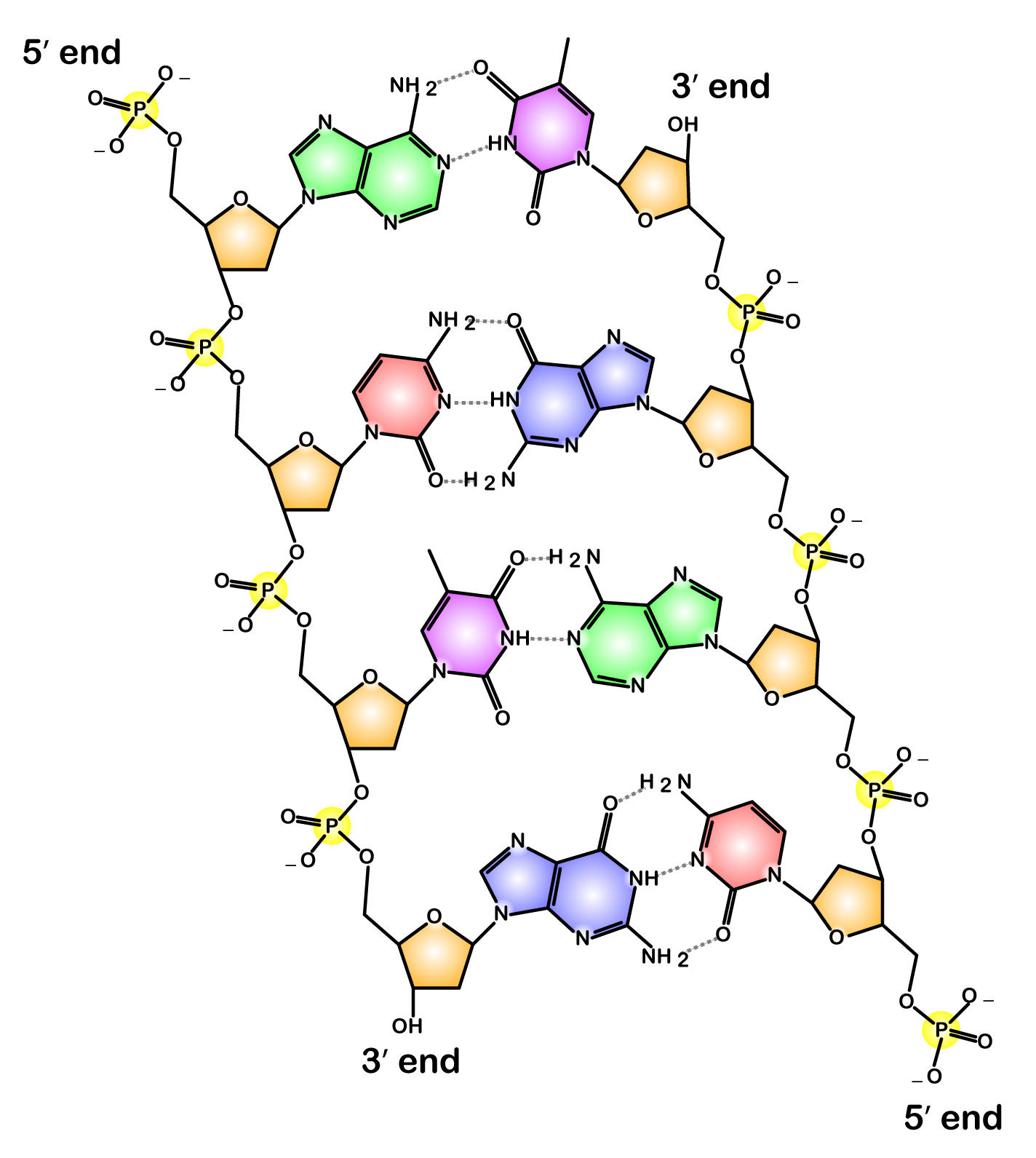 Described under heading 3. Carbon numbering and directionality.