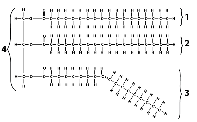 Described under the heading 2b. Fats and oils are both triglycerides, made from glycerol and fatty acids.