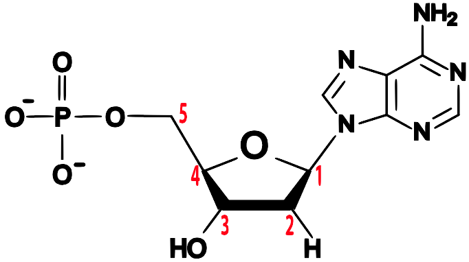 DNA, abbreviated structural formula. Carbon 1 is clockwise to the oxygen in the ring.