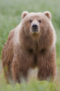 Kodiak brown bear