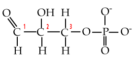 Glyceraldehyde's carbon atom number 3 is bonded to one of the single-bonded oxygens in the phosphate group.
