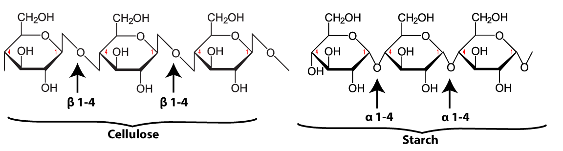 Described under the heading 8d. Cellulose.