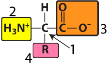 Described under the heading 2a. Amino Acids.