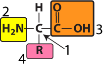 Described under the heading 2a. Amino Acids.