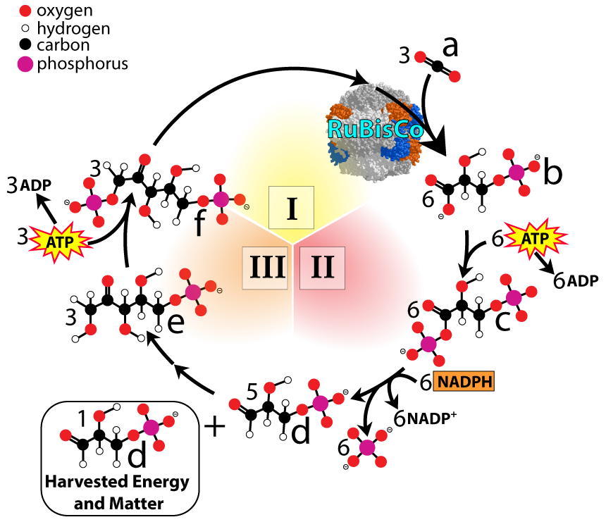 Calvin cycle diagram. Described under the heading 2. The Calvin Cycle.