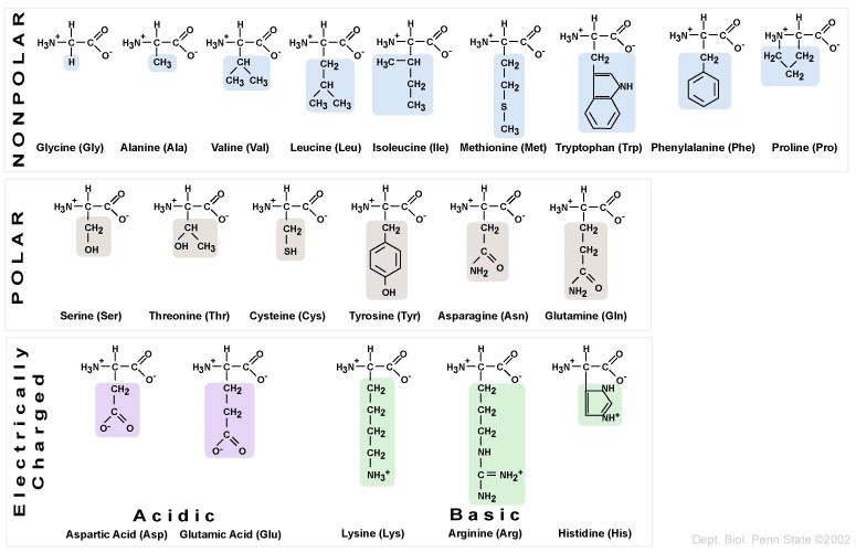 Nonpolar: Glycine (Gly), Alanine (Ala), Valine (Val), Leucine (Leu), Isoleucine (Ile), Methionine (Met), Tryptophan (Trp), Phenylalanine (Phe), Proline (Pro). Polar: Serine (Ser), Threonine (Thr), Cysteine (Cys), Tyrosine (Tyr), Asparagine (Asn), Glutamine (Gln). Electrically charged: Acidic - Aspartic Acid (Asp) and Glutamic Acid (Glu). Basic - Lysine (Lys), Arginine (Arg), Histidine (His).