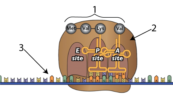 Diagram of protein synthesis at the ribosome (2). The messenger RNA (3) brings unpaired nucleotides in a single strand through the ribosome. Amino acids (1) are brought to the ribosome based on the mRNA strand and link together to form proteins.