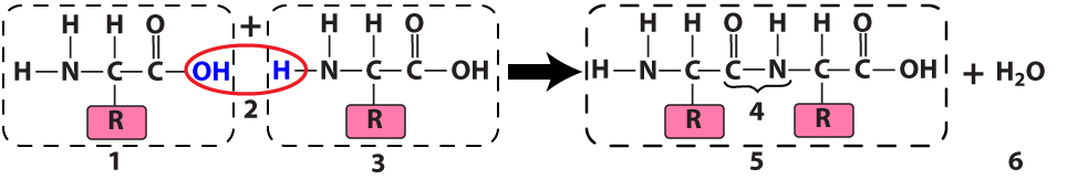 Described under the heading 2b. Peptide Bonds.