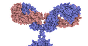 3D model of the "V" portion of an antibody