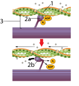 Described under the heading 4a. Proteins are Specific and Dynamic.