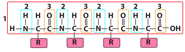 Described under the heading 4c. Secondary Structure.