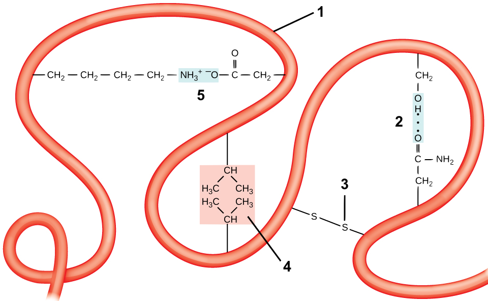 Labeled polypeptide chain (1) with various bonds causing the chain to bend toward itself. Described under the heading 4d. Tertiary Structure.