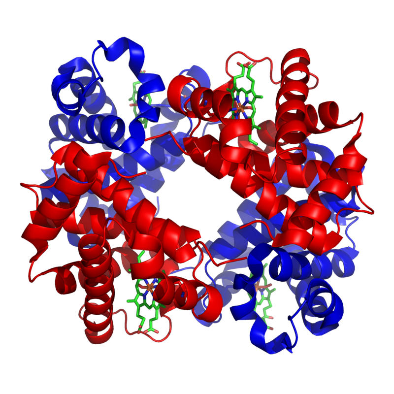Protein with two blue portions and two red portions roughly in a ring of alternating colors.