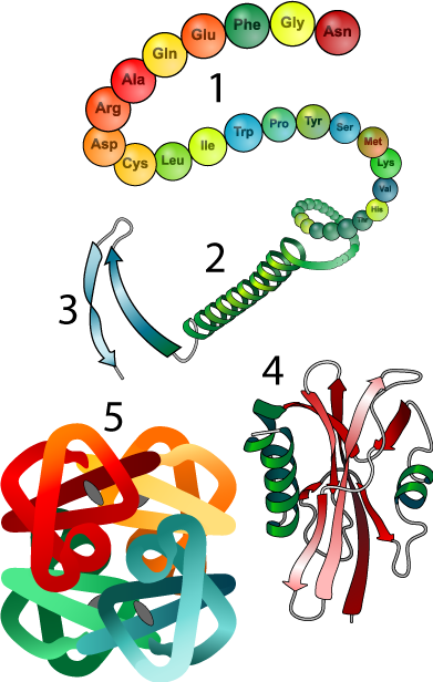 1. Colorful chain of labeled amino acids. 2. Polypeptide chain twists into a tight spiral. 3. Polypeptide chain twists and forms loops and hairpin turns. 4. Folded protein. 5. Four separate polypeptide chains interacting.