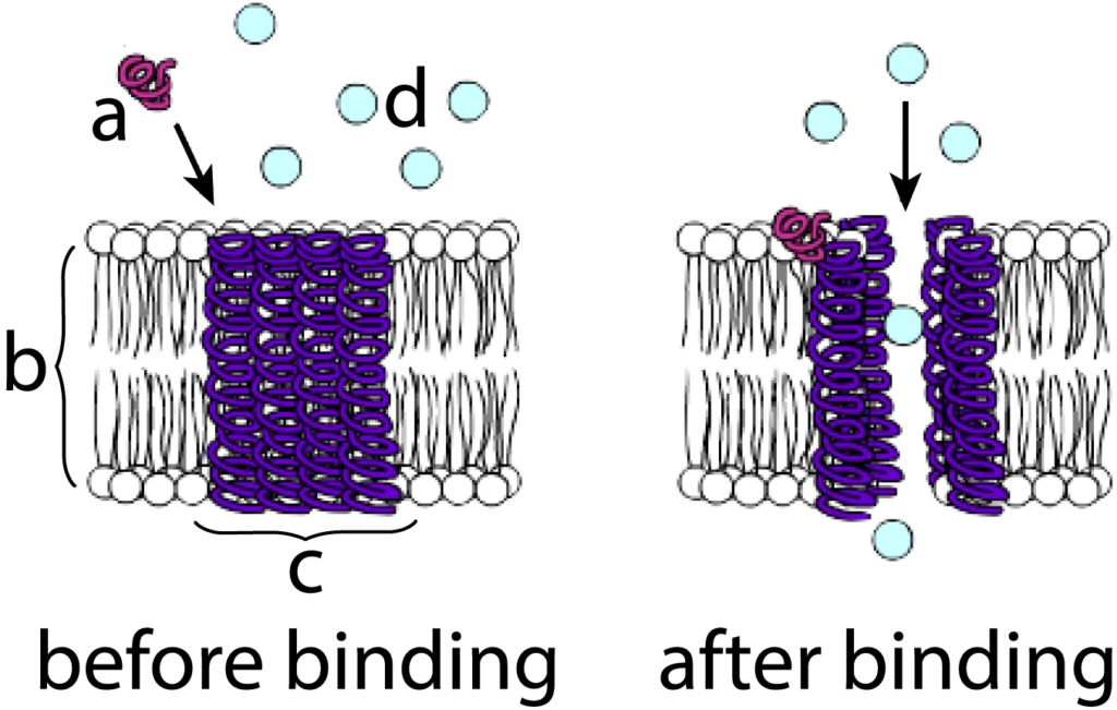 Comparison of cell membrane before a membrane protein binds with calcium, left, and after binding with calcium, right. Described under the heading 4f. The Dynamic Nature of Proteins.