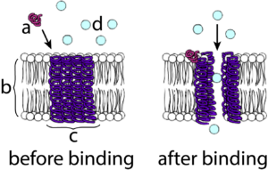 Gated membrane channel showing before binding and after binding. Described under the heading 2b. Simple and Facilitated Diffusion.