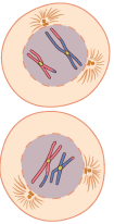 Cytokinesis 1, Interphase 2, and Prophase 2. Two cells with condensed chromosomes that are unique. Nuclear membranes are degrading.
