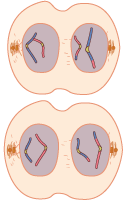 Telophase 2. Nuclear membranes form around each set of chromosomes.