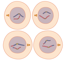 Cytokinesis 2. Four separate cells containing unique chromosomes.
