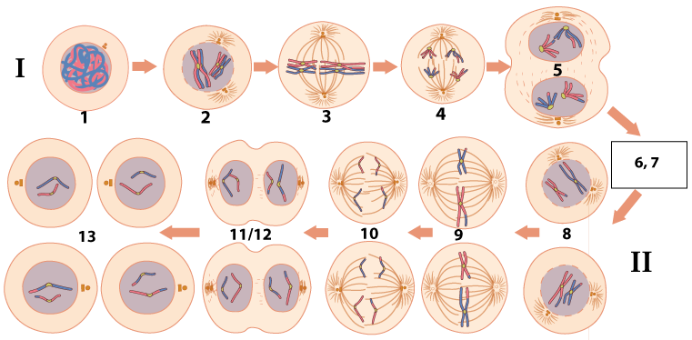 Numbered stages of meiosis.