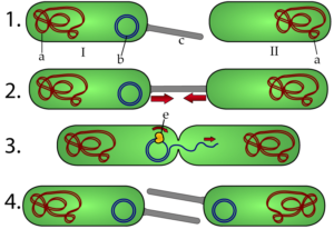Step 1. Bacterium I has a main chromosome "a", a plasmid "b", and a pilus "c". Bacterium II has just its main chromosome "a".
Step 2. The bacteria connect via the pilus.
Step 3. The plasmid replicates using an enzyme "e" and one copy enters the second bacterium.
Step 4: The bacteria disconnect and each has a main chromosome, a plasmid, and a pilus.