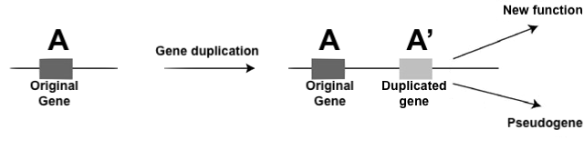 Original Gene undergoes gene duplication, resulting in the original gene A and duplicated gene A prime. One arrow points to new function; another arrow points to pseudogene.