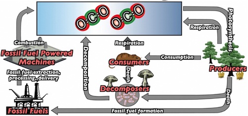 Diagram of the carbon cycle. Described under the heading Idea # 3: Energy and Matter Flow, paragraph 3.